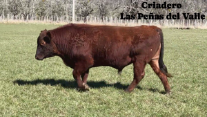  1 Toro