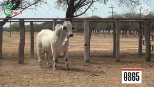  Brahman