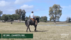  CAMPITO 380