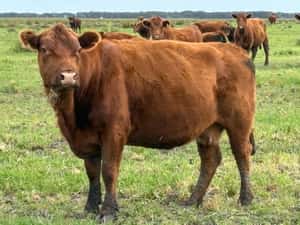  65 Vacas de invernar en Buenos Aires, Tandil