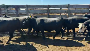  20 Vaquilla Gorda en Los Ángeles, VIII Región Biobío