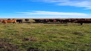 50 Vacas nuevas C/ gtia de preñez en Buenos Aires, Gral. Belgrano