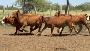  60 Terneros/as en Corrientes, Curuzú-Cuatiá