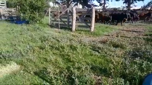  50 Vacas medio uso C/ cria en Entre Ríos, Perdices