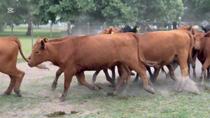  12 Vaquillonas C/ gtia de preñez