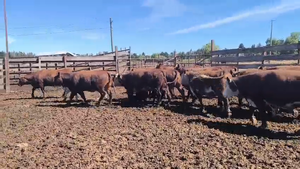 20 Vaquilla Gorda en Los Ángeles, VIII Región Biobío