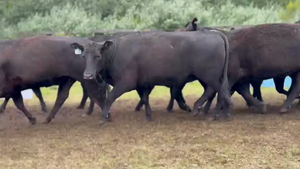  10 Vaquillonas preñadas