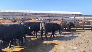  20 Vaquilla Gorda en Los Ángeles, VIII Región Biobío