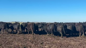  51 Vacas usadas preñadas