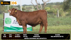  LOTE 6