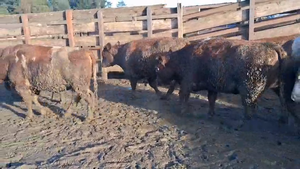  20 Vaquilla Gorda en Los Ángeles, VIII Región Biobío