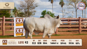 Lote 43 — Sola Marca SA