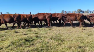 43 vacas de Invernada