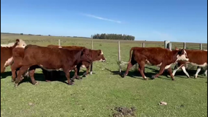  TERNERAS