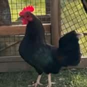  Gallo