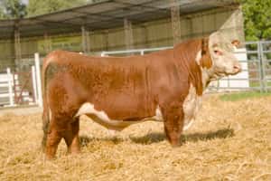 Lote 3 — Escritorio Dutra LTDA.