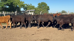  45 Terneros en Corrientes, Curuzú-Cuatiá
