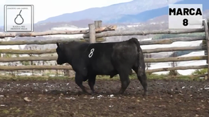  1 Toro