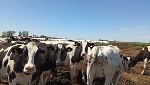  24 Vacas Holando Argentino en Carlos Pellegrini, Santa Fe