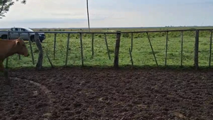  34 Novillos en Corrientes, Loreto