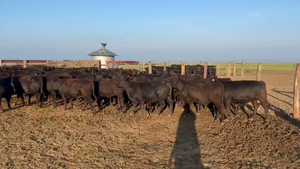  165 Vaquillonas en Gral. Galarza, Entre Ríos