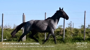 BUCHACA DE LA PASTORIL — Escritorio Alori y Cia.