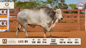 Lote 4 — Sola Marca SA