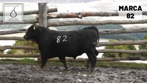  1 Toro