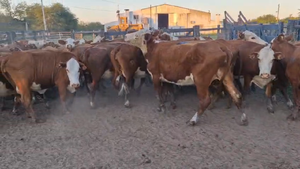  36 Vacas de invernar en Corrientes, Curuzú-Cuatiá