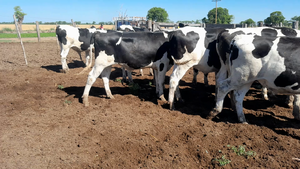  11 Novillitos Feed Lot Holando Argentino en Morteros, Córdoba