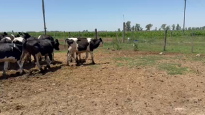  50 Terneros Holando Argentino en Sunchales, Santa Fe