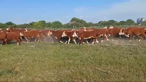  67 Terneros en Entre Ríos, San José de Feliciano