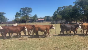  96 Novillos en Corrientes, Saladas