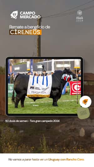 Lote Semen Toro gran campeón 2024