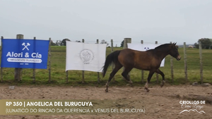 ANGELICA DEL BURUCUYA — Escritorio Alori y Cia.