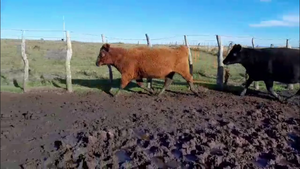  VACAS GORDAS