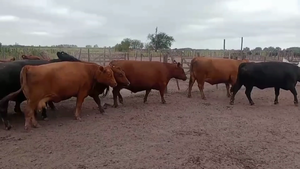  17 Vacas C/ gtia de preñez