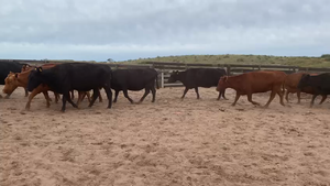  39 Vacas de invernar EN CNEL ROSALES 