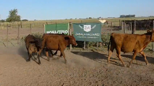  43 Terneros/as en Buenos Aires, Bolívar