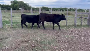  TERNERAS