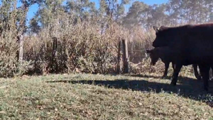  38 Vacas C/ gtia de preñez