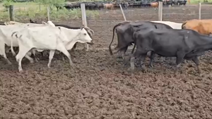  88 Vacas de invernar en Pirané, Formosa