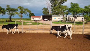 50 Novillitos Holando Argentino en Villa Concep. del Tío, Córdoba