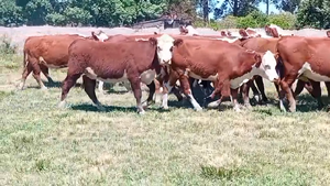  17 Vientres preñados en Corrientes, Curuzú-Cuatiá