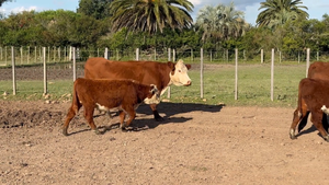  Birriel Hnos y Asociados