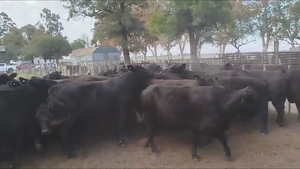  56 vacas preñadas
