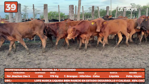  LOTE 39