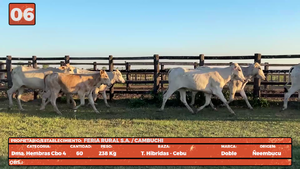  LOTE 6