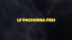  LF Pachorra Fish