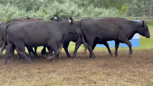  10 Vaquillonas preñadas